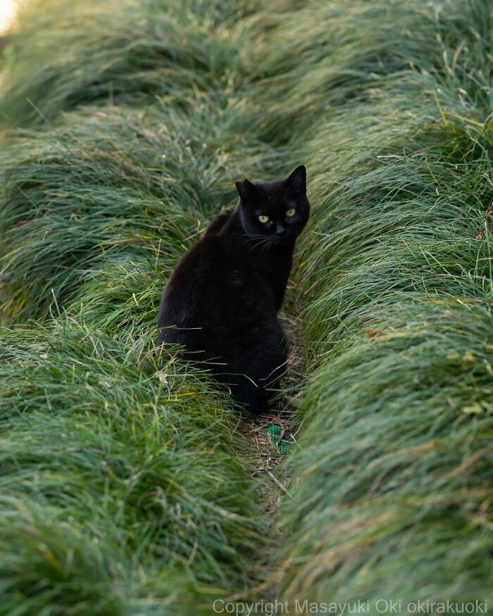A black cat with green eyes looks back from a path in tall green grass, a beautiful photo by Masayuki Oki.