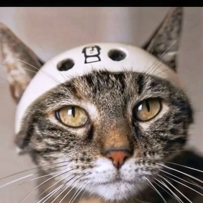Owner brings cat everywhere for crazy adventures, a cat wearing a small white helmet, close-up.
