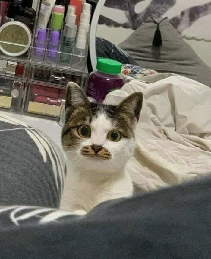 A white and brown cat with unique facial markings stares wide-eyed from a bed, a funny cat.