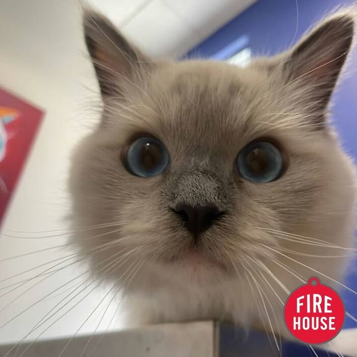 A close-up of a cat with wide, blue eyes at a vet clinic appointment.