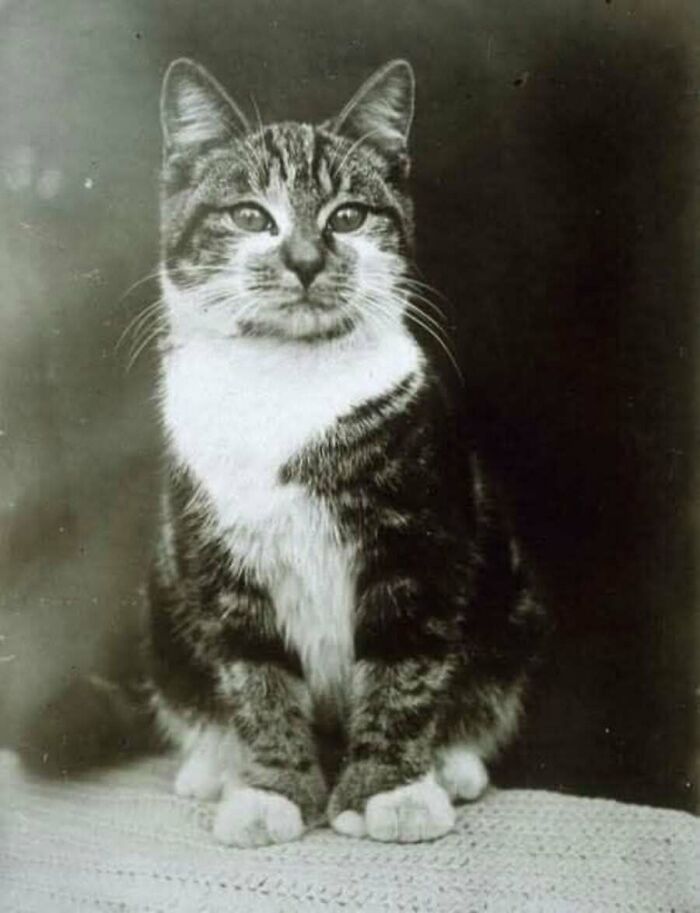 A classic vintage cat photo showing a sitting tabby and white cat looking directly at the camera