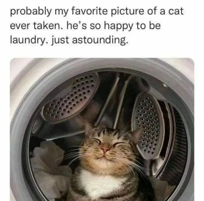 A tabby cat happily snuggled inside a washing machine, a truly amusing moment for funny cat memes.