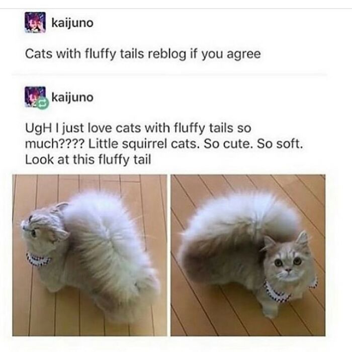 A funny cat meme displays a cat with an exceptionally fluffy tail, highlighted as a squirrel cat, making for a cute cat meme.