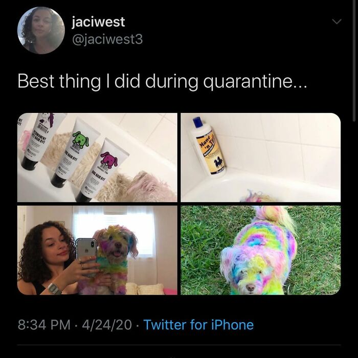 Dog memes showing a multi-colored dog after a fun dye experience.