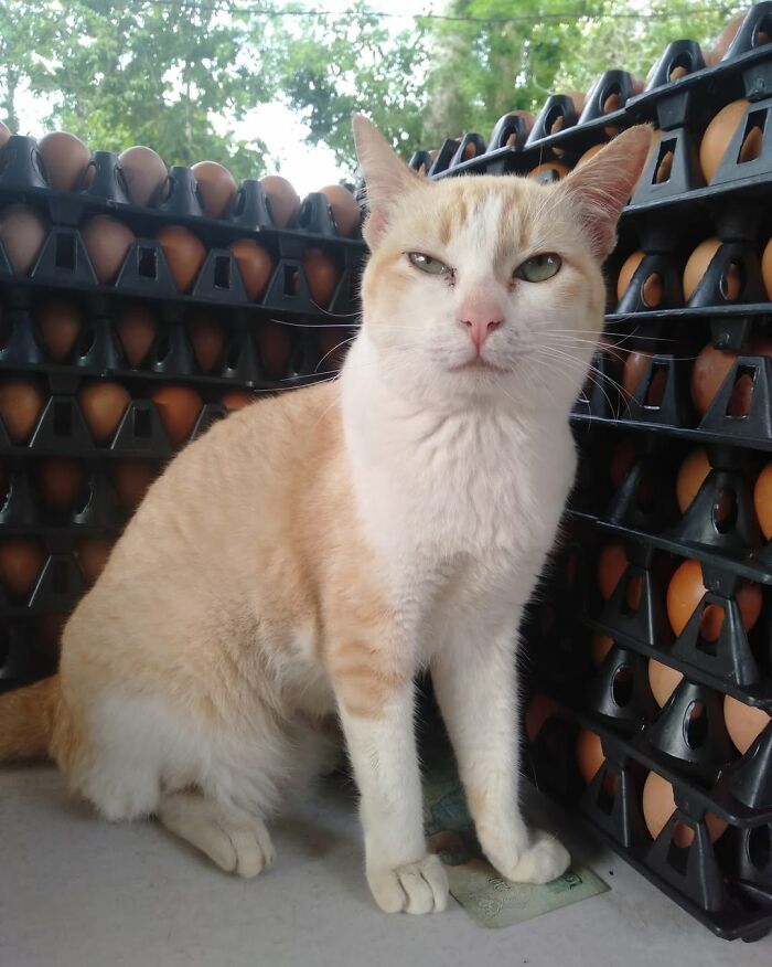 A serious ginger and white cat at work sits surrounded by egg cartons, overseeing its career in a market.