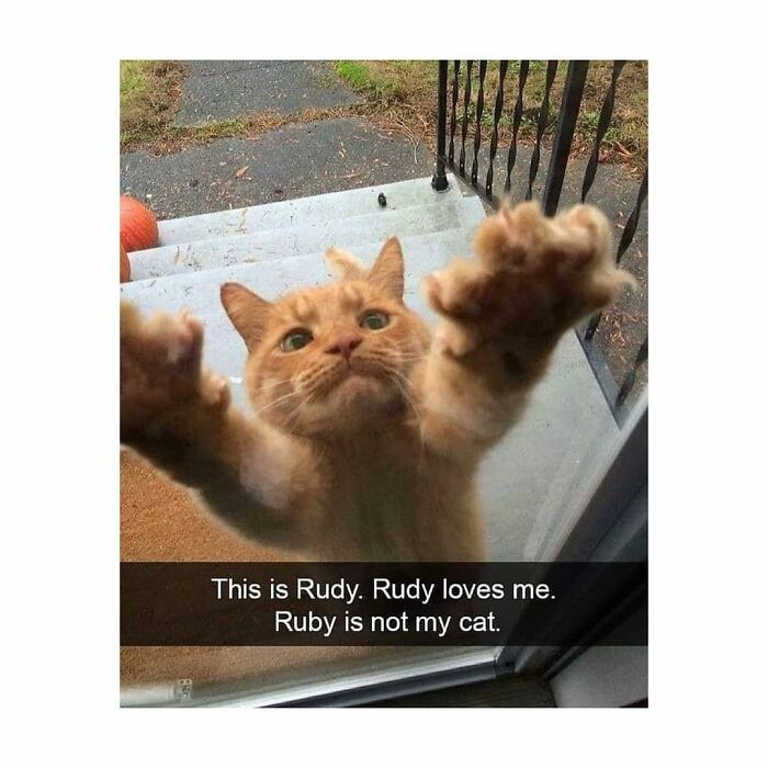 An orange cat named Rudy reaching out, expressing affection, a heartwarming image for funny cat memes.