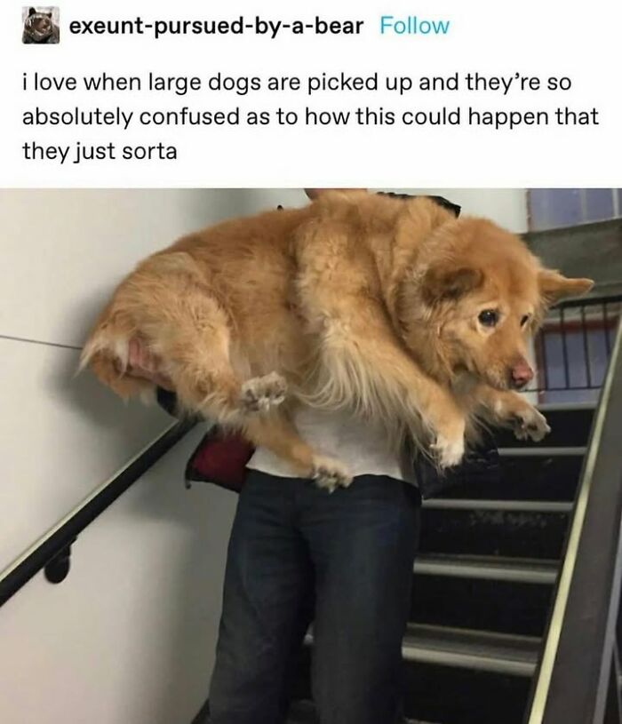 A large fluffy golden dog being carried up stairs by a person, looking confused. These dog memes show its chaos.
