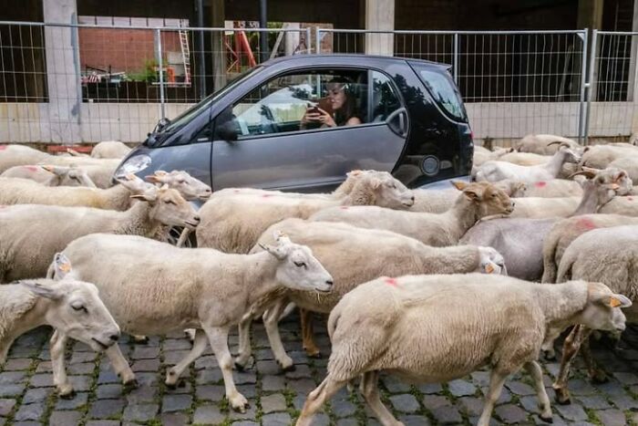 Jeffrey De Keyser's street photography shows a small car surrounded by a flock of sheep on a cobblestone street.