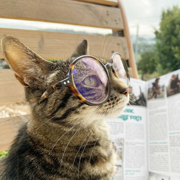 Owner brings cat everywhere for crazy adventures, a cat wearing round glasses while looking at a magazine.