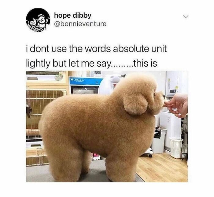 Dog memes featuring a fluffy dog with a unique haircut standing on a grooming table.