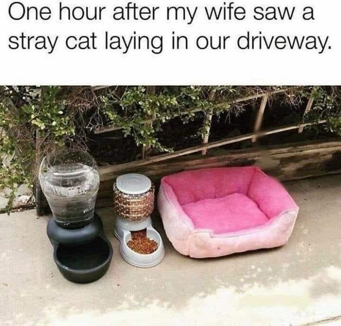 Funny cat meme with a cat bed and food/water bowls placed outside for a stray cat.