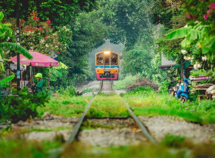 Remarkable travel photos of a train emerging from a tunnel of trees on a grassy track, passing by a vibrant market.