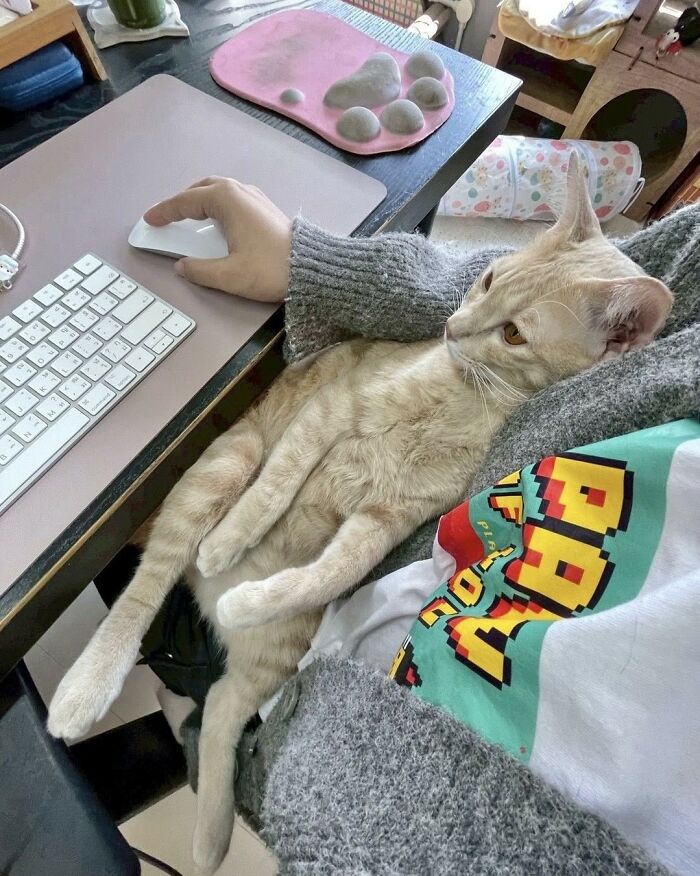 A relaxed ginger cat at work lounges on a person's lap, while they use a computer mouse.