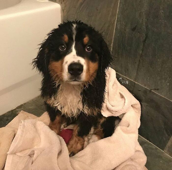 A wet Bernese Mountain Dog puppy wrapped in a white towel, looking at the camera, not emotionally prepared for bath time.