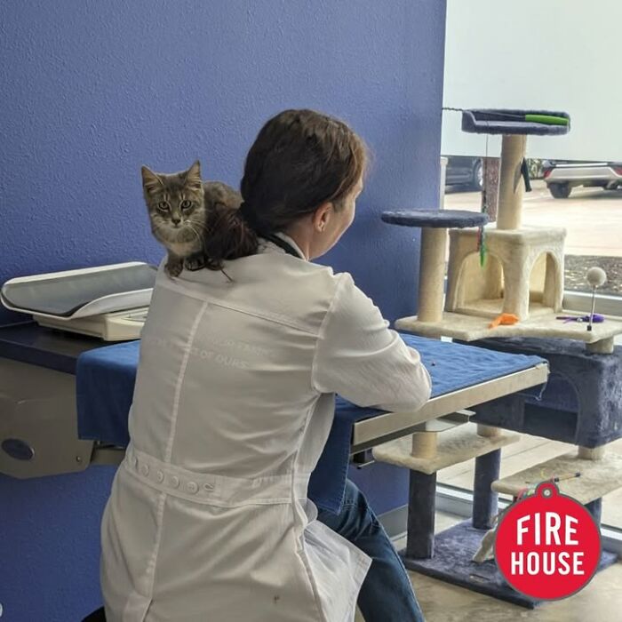 A cat perched on a vet's shoulder, observing its surroundings during a vet clinic appointment.