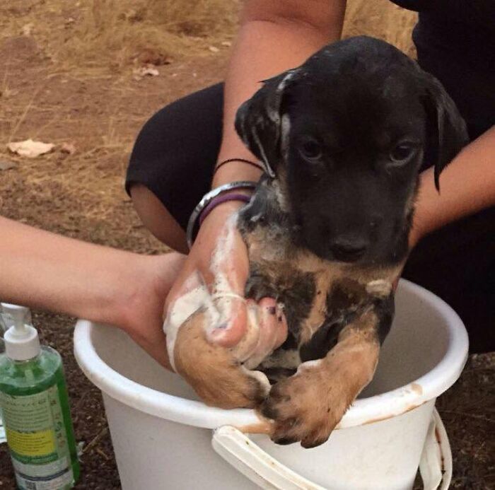 A tiny puppy being held in a bucket during bath time, looking sad and not emotionally prepared for it.