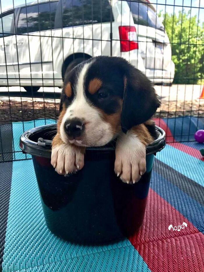A cute puppy with black, white, and brown fur sitting in a black bucket, possibly unprepared for a bath.