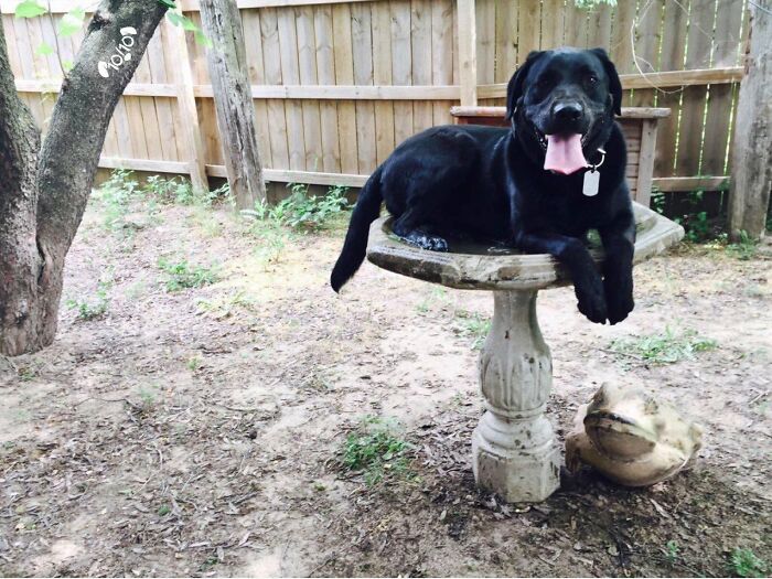 A happy black dog lying on a birdbath in a yard, enjoying time outdoors, perhaps avoiding a bath.