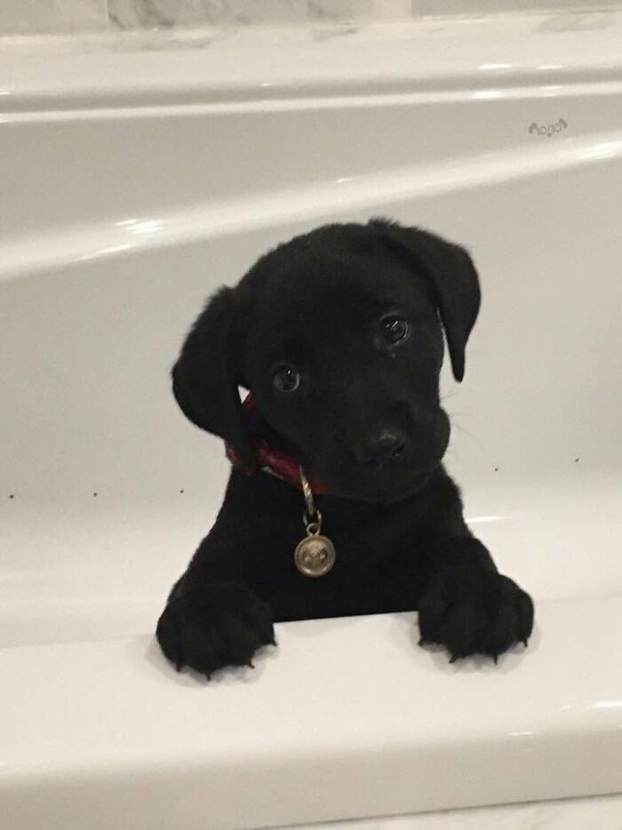 A black puppy with a red collar peeking out of a white bathtub, seemingly not prepared for bath time.