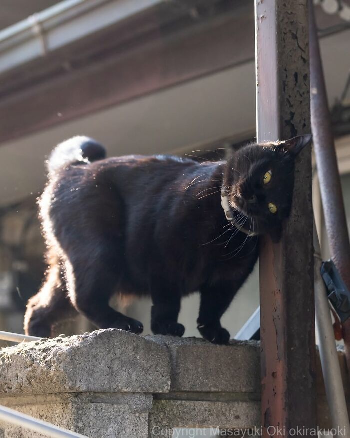A black cat leaning against a pole on a wall in a street photo by Masayuki Oki, with sunlight highlighting its fur.
