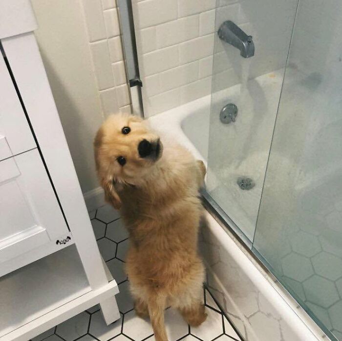 A golden retriever puppy looking nervous outside a shower, not emotionally prepared for bath time.