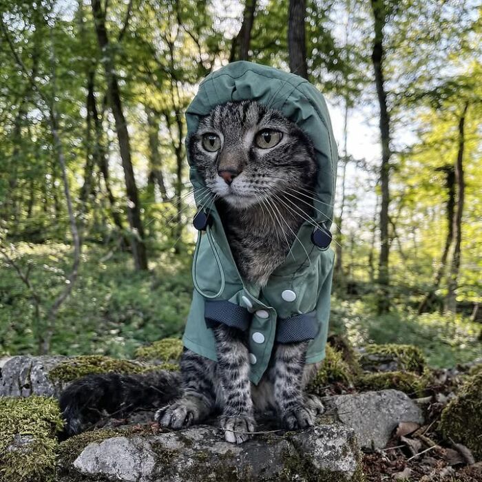 Owner brings cat everywhere for crazy adventures, a cat in a green raincoat sitting on mossy rocks in a forest.