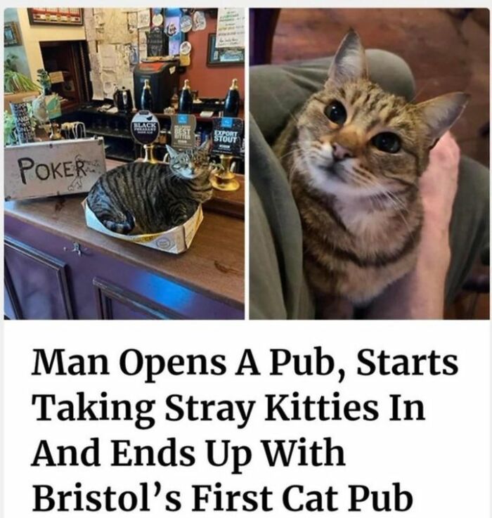 Two images: one of a cat in a pub, and another of a cute cat in someone's arms, ideal for cat memes.