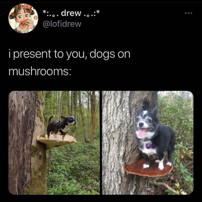 Two chihuahua dogs standing on mushrooms in a forest, looking cute. These dog memes capture their cuteness.