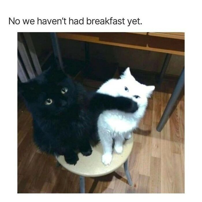 Funny cat memes: a black cat hugging a white cat, both looking up, with the text No we haven't had breakfast yet.