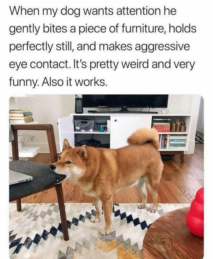 Funny dog memes featuring a Shiba Inu biting a chair to get attention