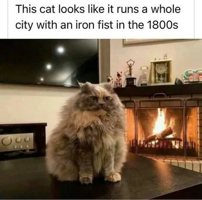 A majestic fluffy cat sitting by a fireplace, resembling a strict ruler, perfect for funny cat memes.