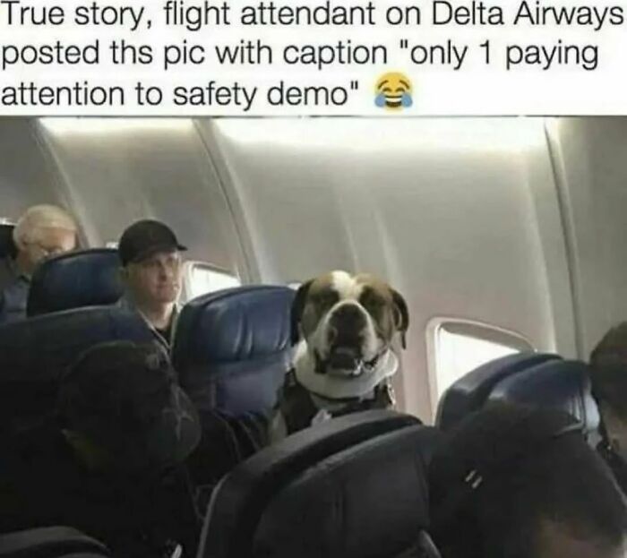 Relatable dog memes with a dog sitting in an airplane seat looking ahead attentively.