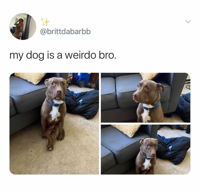 A brown pitbull dog making funny faces in a series of three pictures. These dog memes capture its cuteness.