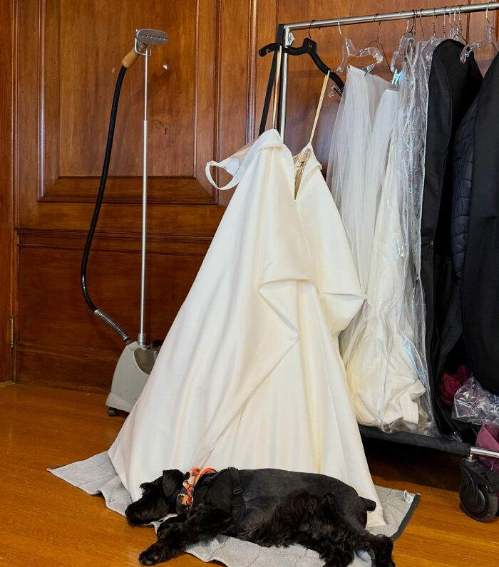 A black dog sleeping in front of a white custom wedding dress hanging, with other garments on a rack in the background. A black dog sleeping in front of a white custom wedding dress hanging, with other garments on a rack in the background.