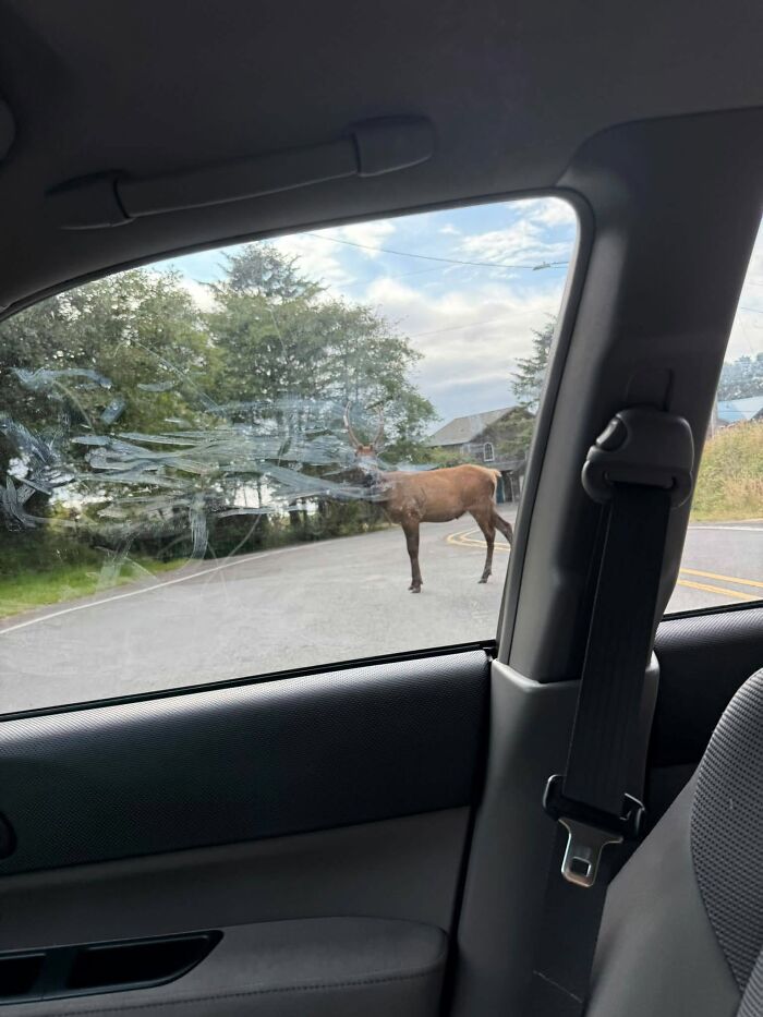 Wildlife photo of deer seen through car window with smudged glass