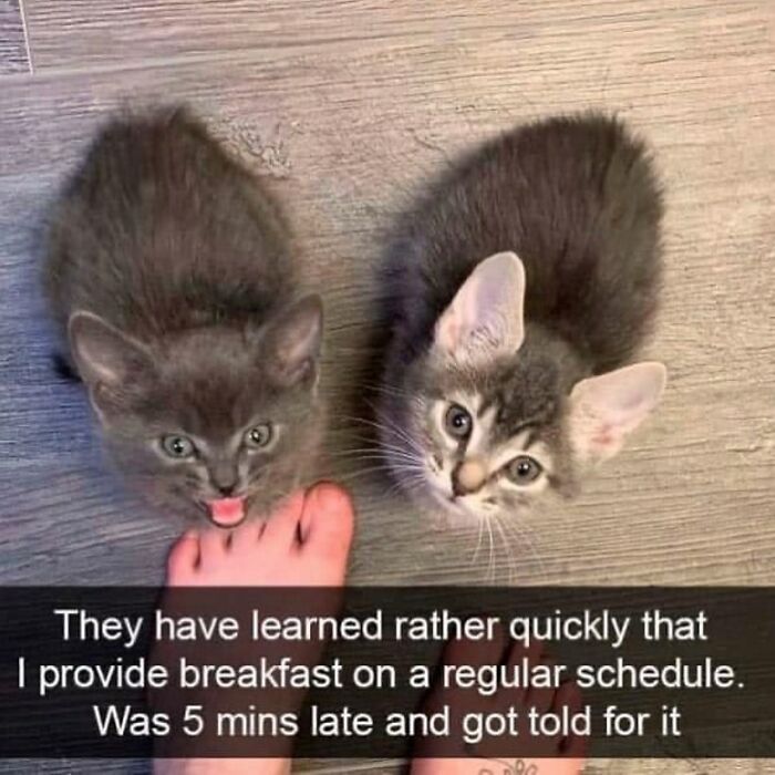 Two adorable kittens demanding breakfast, ready to make you laugh with funny cat memes.