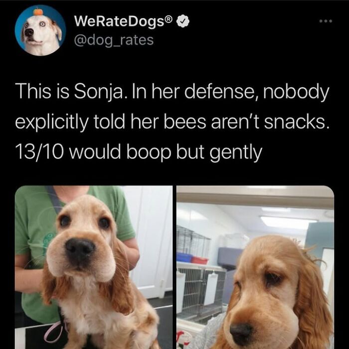 A dog meme of a dog with a swollen snout after eating a bee, with the caption, 'Sonja. In her defense, nobody explicitly told her bees aren't snacks.'