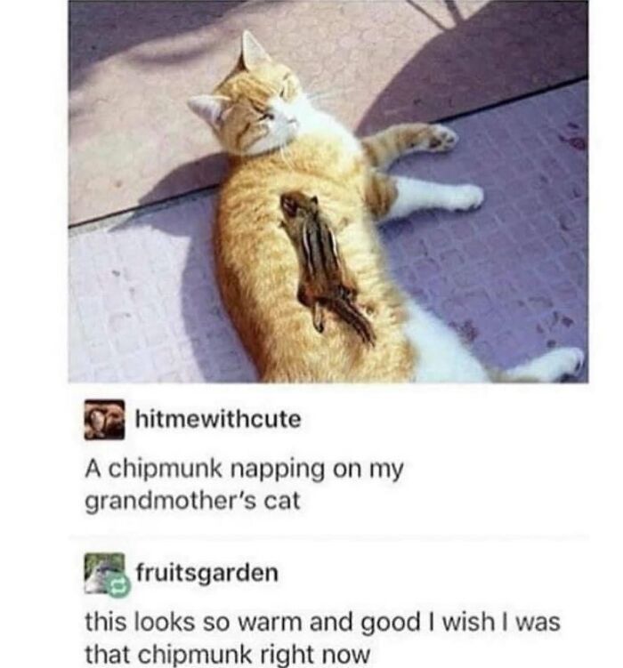 A funny cat meme shows an orange and white cat sunbathing with a chipmunk napping on its belly, a heartwarming cat meme moment.