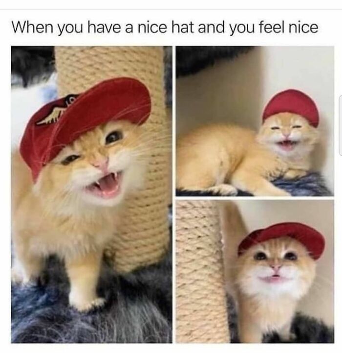 A funny cat meme collection shows an adorable cat wearing a red hat, making various happy expressions and poses, a funny cat meme.