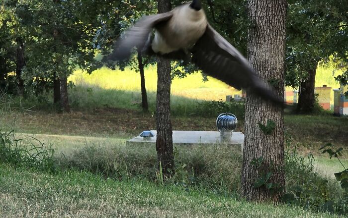 Blurry wildlife photo of bird flying near trees in forest