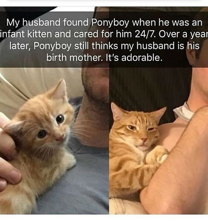 Adorable cat memes feature a ginger kitten and grown cat with its human, showing a strong bond.