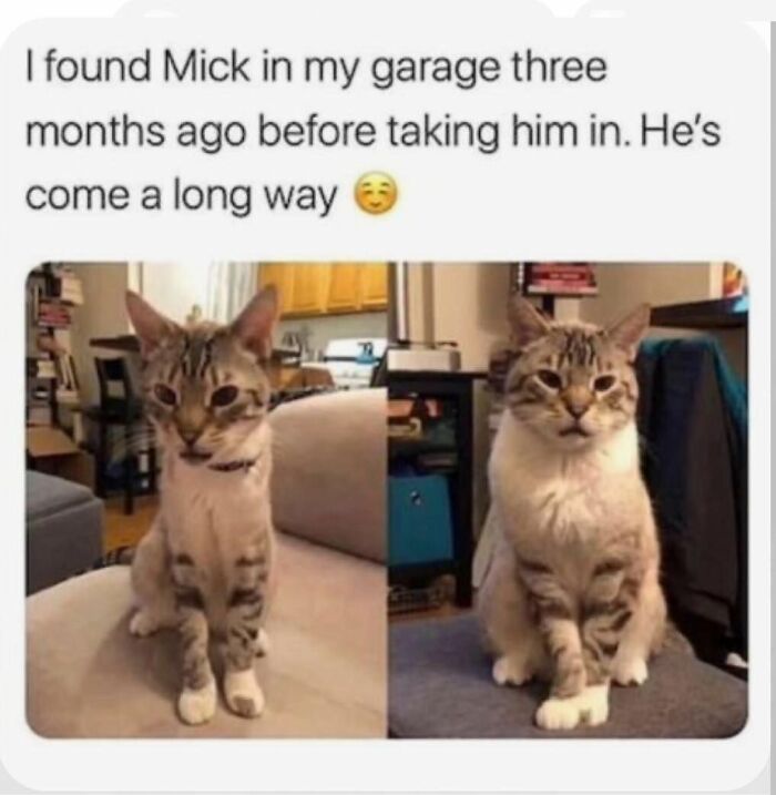 Funny cat memes: a before and after comparison of Mick, a cat found in a garage, now healthy and well-groomed.