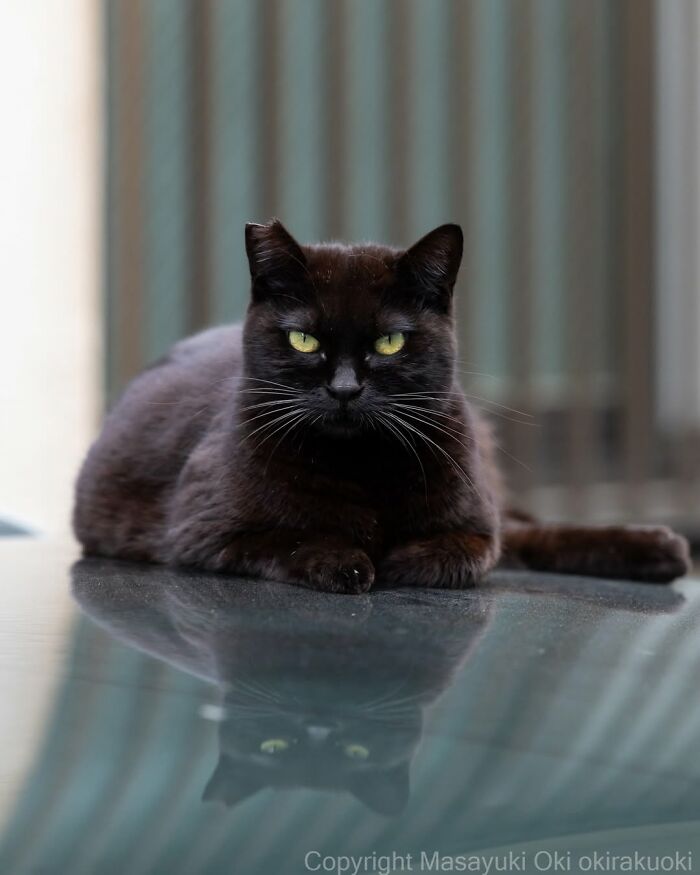 A black cat with bright yellow eyes rests on a reflective surface, captured in a stunning photo by Masayuki Oki.
