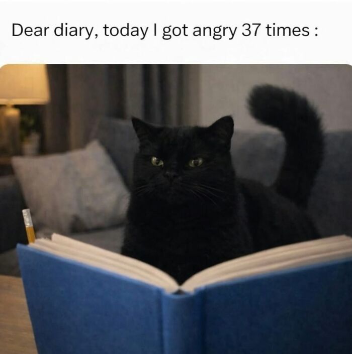 Funny cat memes: a black cat sitting in front of an open book with the text Dear diary, today I got angry 37 times.