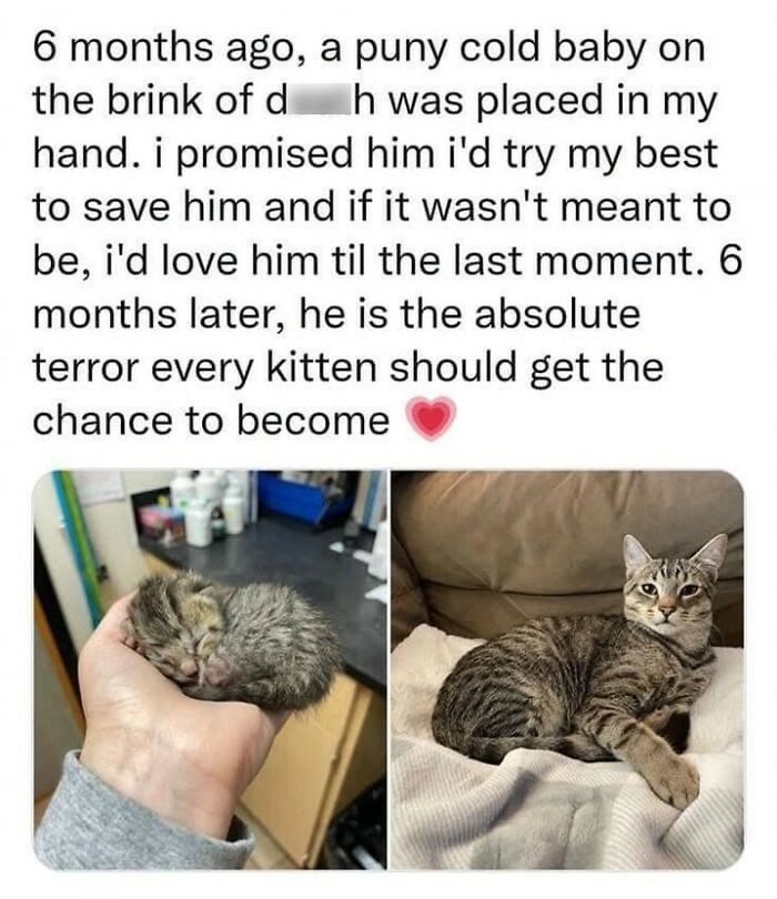 A touching funny cat meme showing a tiny kitten in a hand next to a grown, healthy cat on a couch.