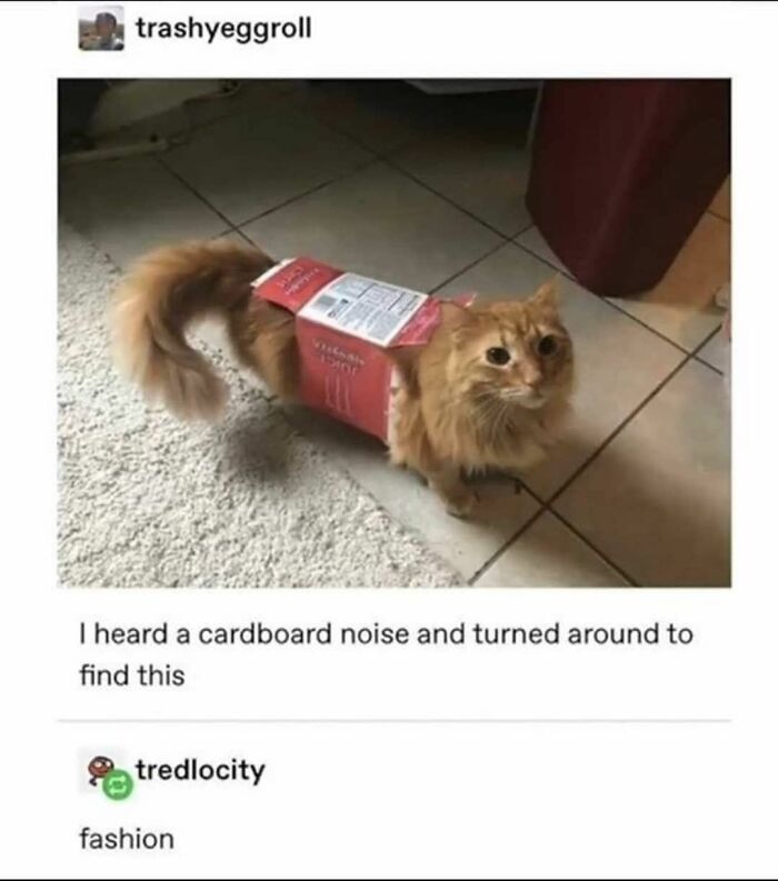 Funny cat memes picture a ginger cat comically wearing a cardboard box like a costume.