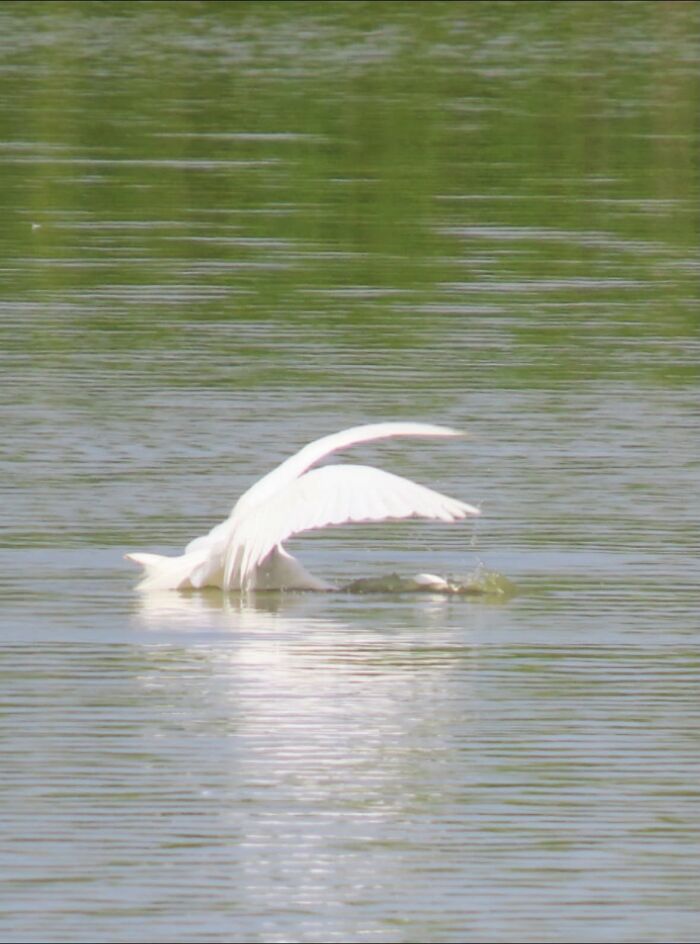 Wildlife photo of bird with wings spread on water surface
