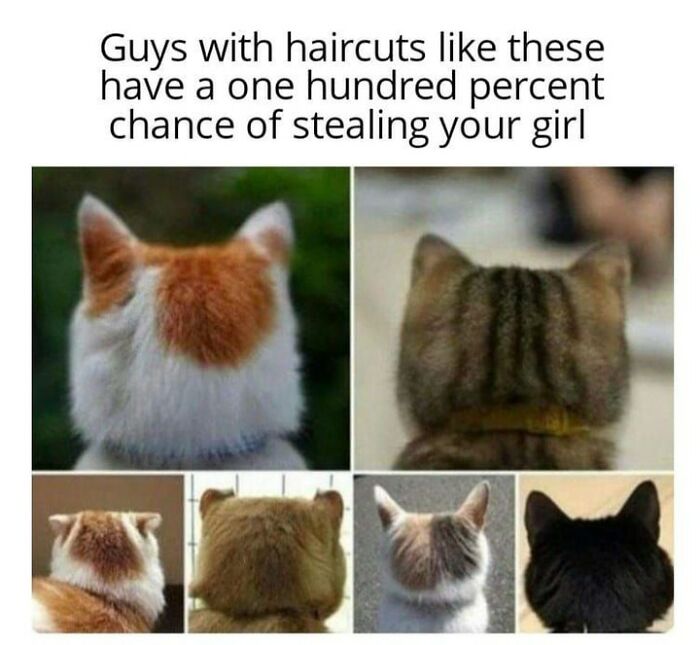 A funny cat meme featuring a collage of cat heads from behind, resembling various human hairstyles.