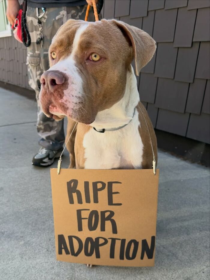 A brown and white dog wearing a cardboard sign that says RIPE FOR ADOPTION, spotlighting adoptable pups.