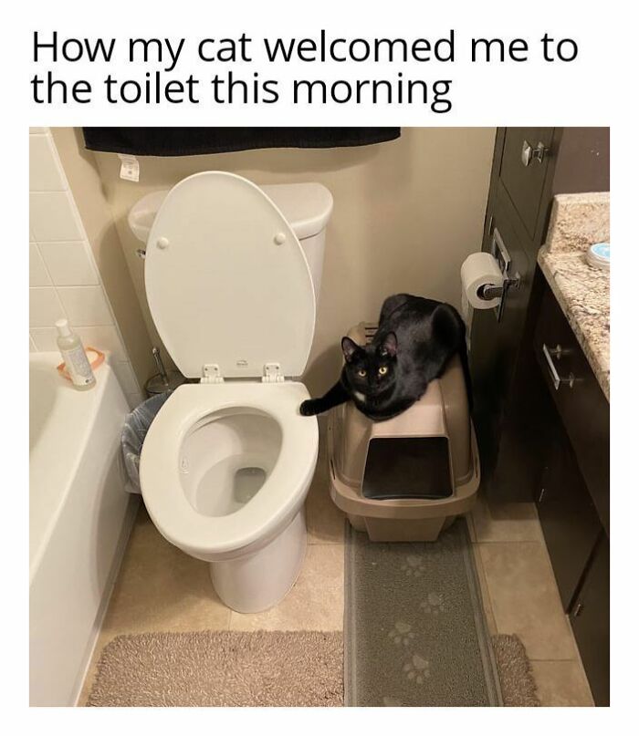 Funny cat meme of a black cat on a litter box next to a toilet, looking at the camera.